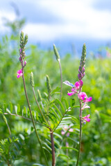 Blooming sainfoin field. Beautiful landscape with flowers. Spring background of colorful landscape. Mountain pink flowers.