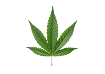 Vibrant, fresh green Cannabis sativa leaf, seven serrated lobes, intricate veins, isolated on transparent background with copy space, top-view, studio lighting. Concept of natural botanical medicine