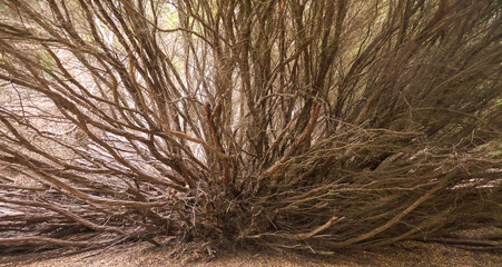 Branches Like Fireworks