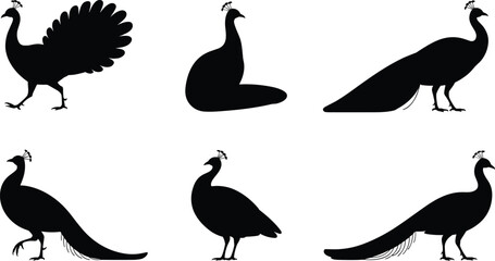 Peacock silhouette vector illustration, elegant bird poses, tail feather display, black flat design, cad drawing flat vector illustration