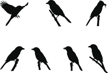 Bird silhouettes perched and flying on branches in various poses, nature wildlife vector for stock illustration, design, and educational use