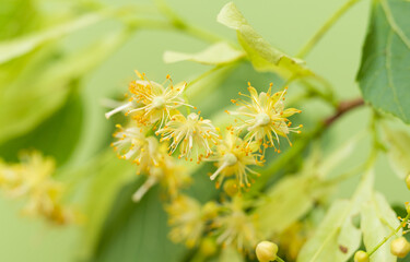 fresh linden flowers