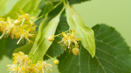 fresh linden flowers