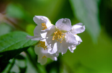 Obraz premium Jasmine blossom branch in the garden in spring 