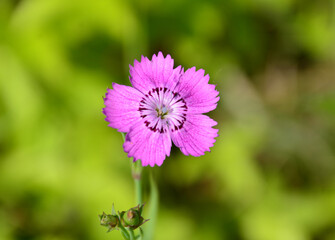 Obraz premium Vibrant Pink carnation Flower with Intricate Center