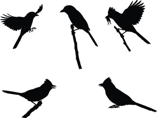Silhouette illustration of different perched and flying birds on branches with detailed shapes, natural wildlife vector design for creative artwork.