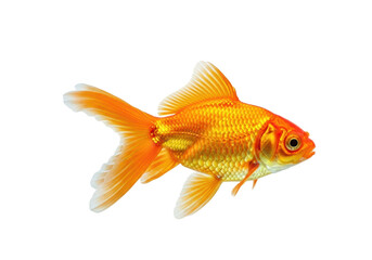Fototapeta premium A vibrant orange goldfish with delicate, flowing fins and shimmering golden scales, captured mid-movement swimming gracefully, on a transparent background with copy space, clean studio lighting,