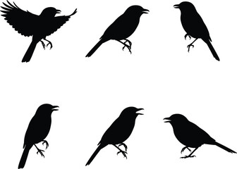 Silhouette vector illustration of black birds flying, perched, and resting in different poses, crow and songbird collection for nature artwork.
