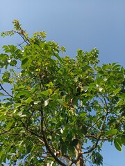 green apple tree