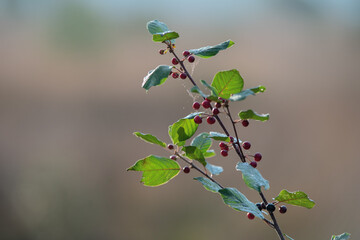 Faulbaum Zweig mit unreifen roten Beeren (Frangula alnus) , Detailaufnahme eines Faulbaumzweigs mit roten unreifen Beeren im Gegenlicht,botanical close up of alder buckthorn 