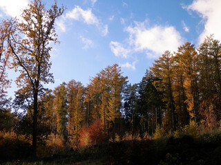 Fototapeta premium Autumnal forest in sunny day.