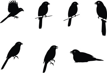 Silhouette vector illustration of black birds perched, flying, and resting on branches, crow and songbird shapes collection for wildlife design projects.
