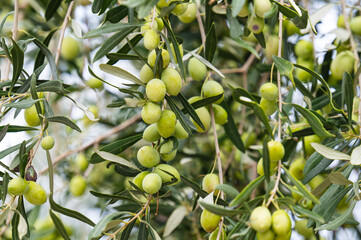 olive trees with green olives