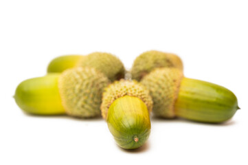 green acorns isolated