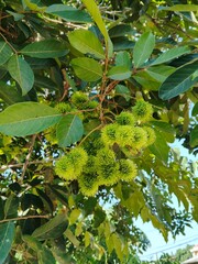 green leaves on a tree