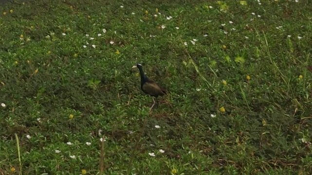 Bronze-winged Jacana (Metopidius indicus) bird In Pond, India