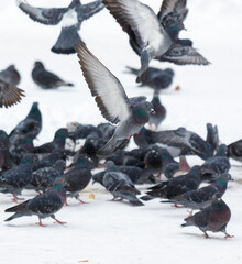 Obraz premium A flock of pigeons are gathered on a snowy surface