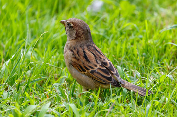 A small brown bird is standing in the grass