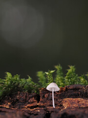 Fungal colonies growing wild on rotting tree trunks.
