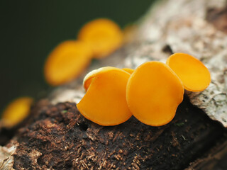 Orange peel fungus  growing in grass.