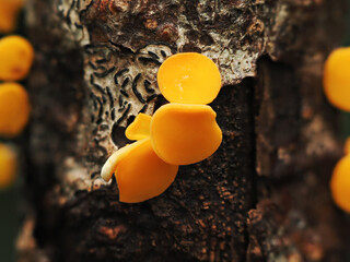 Orange peel fungus  growing in grass.
