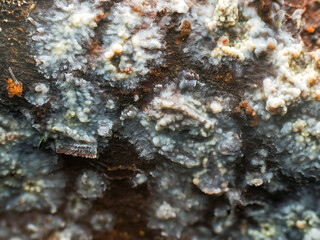 Close-up macro shot of grey and red lichen over tree bark. Selective focus