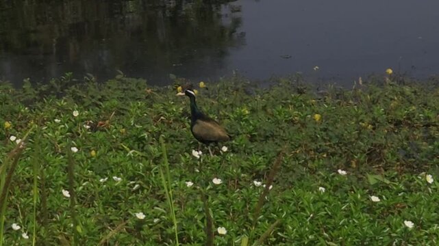 Bronze-winged Jacana (Metopidius indicus) bird In Pond, India