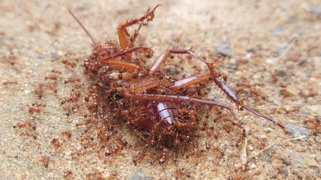 Ants Eat a  Dead Cockroach On Ground Close Up | Deadly Nature