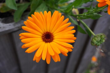 colourful garden flower during early autumn. vibrant orange flower head