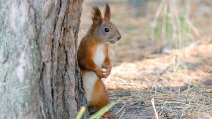 squirrel on a tree