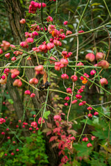 Colorful pink berries dangle from twisting branches surrounded by rich green foliage in autumn.Euonymus europaeus