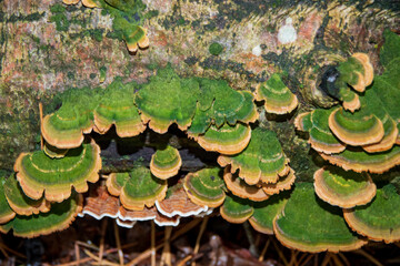 Vivid green and orange mushrooms thrive on a decaying log, showcasing nature's beauty in the woods