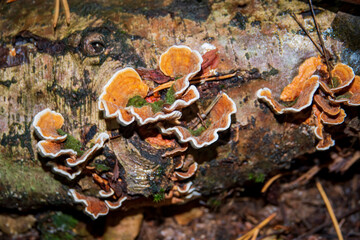 Colorful fungi thrive on a fallen log, showcasing nature's beauty amidst lush forest greenery