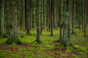 Fototapeta premium A serene forest with tall trees and vibrant green moss on the ground