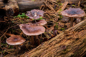 Clusters of mushrooms emerge from the forest floor, surrounded by fallen logs and pine needles
