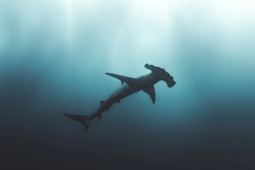 Obraz premium Majestic hammerhead shark gliding through mysterious underwater depths