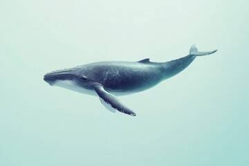 Fototapeta premium Majestic humpback whale in ocean depths for marine conservation awareness