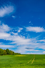 Fototapeta premium A serene scene showcases vibrant green fields stretching under a clear blue sky with clouds