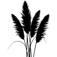 Silhouette of pampas grass plumes evokes natural elegance and bohemian style for decor silhouette flat design vector illustration white background
