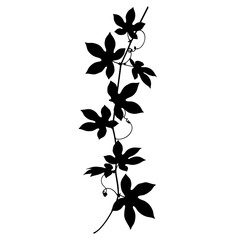 Silhouette of a passion flower vine with detailed leaves and tendrils botanical design element silhouette flat design vector illustration white background