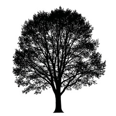 Detailed black silhouette of a mature deciduous tree with dense foliage and branches silhouette flat design vector illustration white background