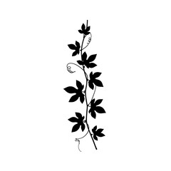 Silhouetted vine with leaves flowing downward organic botanical design element silhouette flat design vector illustration white background