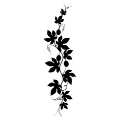 Elegant black silhouette of a grapevine with leaves and berries ornamental design silhouette flat design vector illustration white background