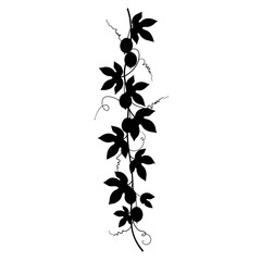 Elegant silhouette of a delicate vine with leaves and berries for decorative use silhouette flat design vector illustration white background