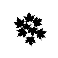 Black maple leaf cluster silhouette decorative element for autumn and canadian themed designs silhouette flat design vector illustration white background