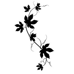 Elegant black silhouette of climbing ivy vine with detailed leaves and swirling tendrils silhouette flat design vector illustration white background