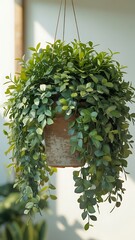 Lush green hanging plant cascading in sunlight capturing natural beauty