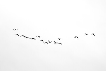 Migratory birds fly to tropical regions .