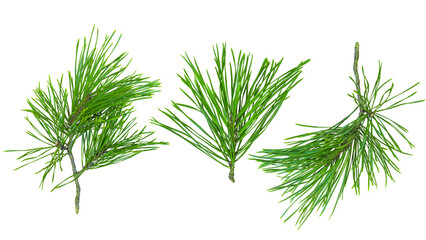 Pine branches isolated on a transparent background, evergreen foliage, Christmas decorations.