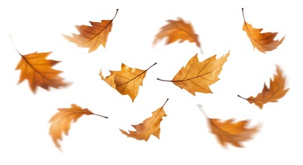 Obraz premium Autumn Leaves Drifting and Swirling in Mid-Air on White Background